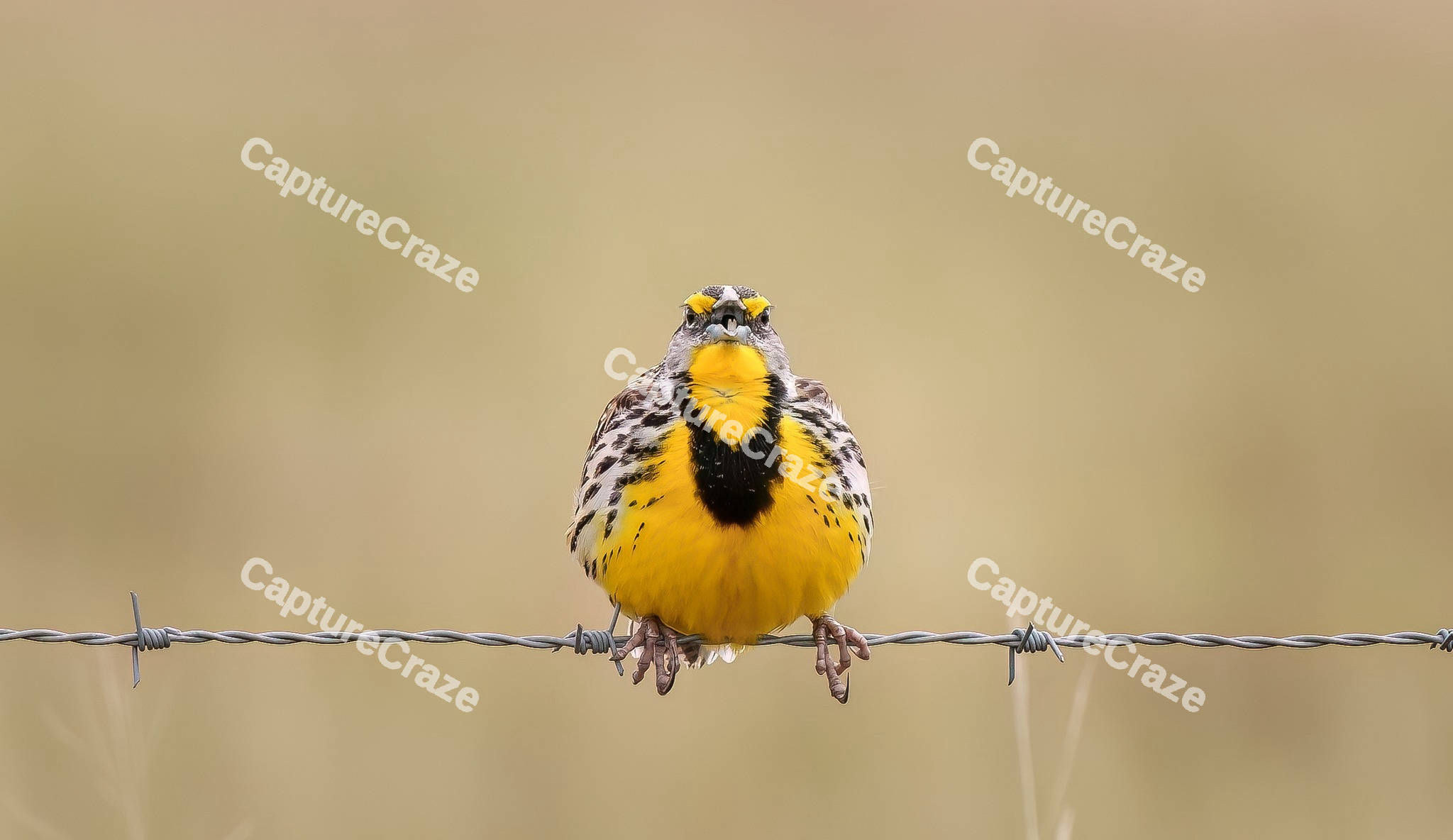 Western meadowlark standing on a wire